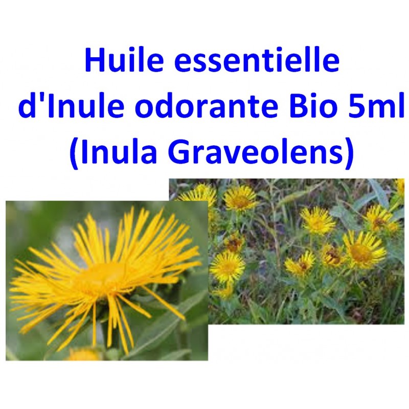 Huile Essentielle d' Inule Odorante Bio 5 ml